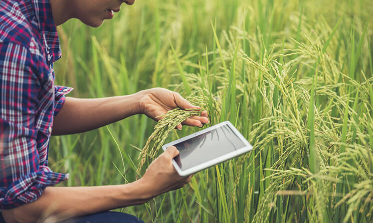 Agribusiness precisa de sustentabilidade e tecnologia