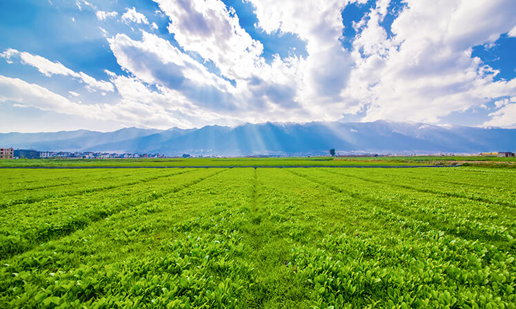 Tecnologia agrícola é fundamental para economia