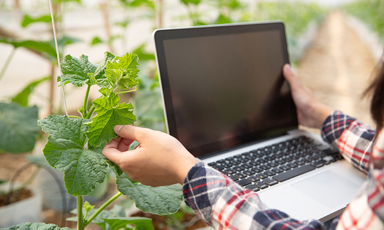 Machine learning auxilia agricultura